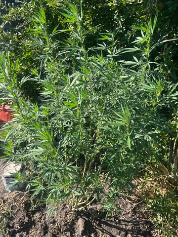 2025 harvest  — vegetative, day 1