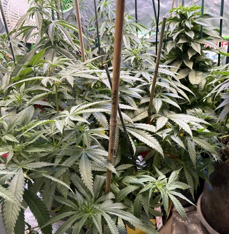 Airborne G13  — vegetative, day 45