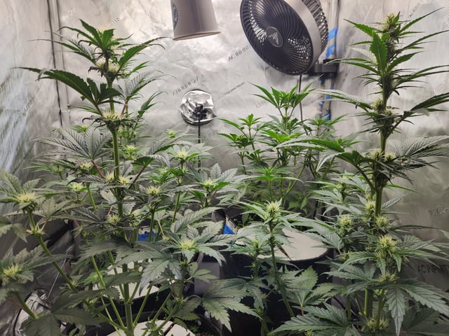 Rings of Saturn & Ghostboosters - Apollo Haze Artisanal Line — flower, day 44