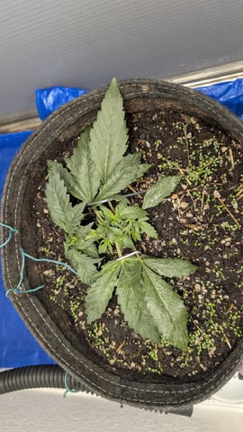 mephisto winter 2026 — vegetative, day 22