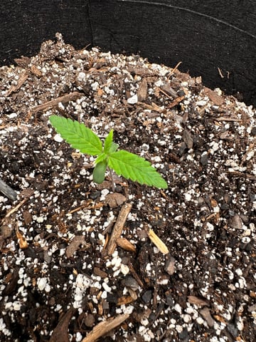 Gorilla Cookies — 1st Grow — seedling_rooting, day 11