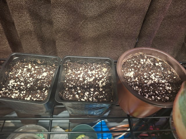 Astro cheese — germination, day 1