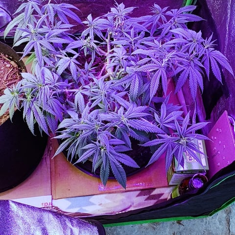 Purple Plum Perfect 💜 & 2 Grape Runtz 🍇 Mainlining garden.  — vegetative, day 119