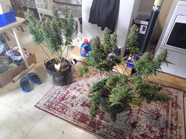 Starfighter/Ohio Guptilla Hybrid — flower, day 47