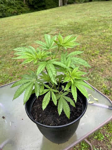 2026 Outdoor — vegetative, day 43