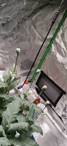 blueberry funk — flower, day 184