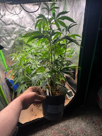 Second Indoor (all Clones) — vegetative, day 15