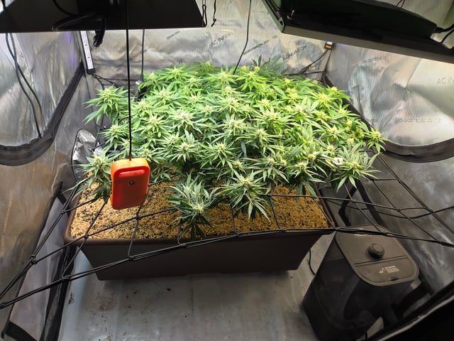 White rhino — flower, day 73