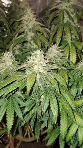 1st Grow - ROYAL MOBY (indoor)(photop.) — flower, day 154
