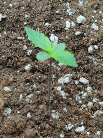 Pineapple Express  — seedling_rooting, day 2
