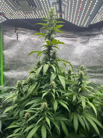 My First Four — flower, day 77