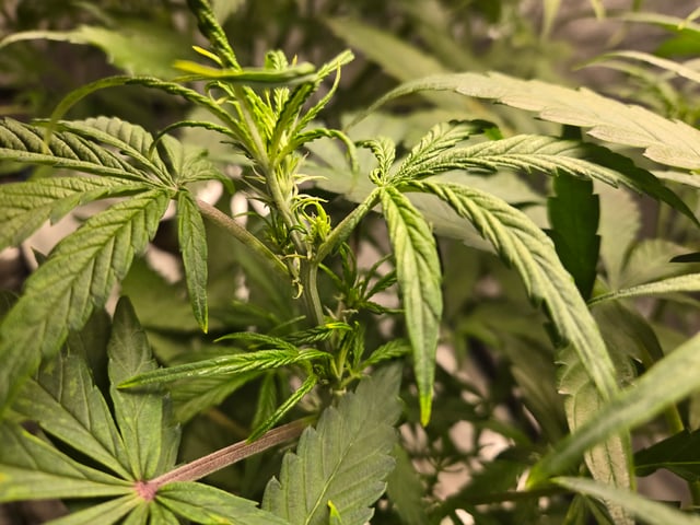 RQS Cookies Gelato — flower, day 40