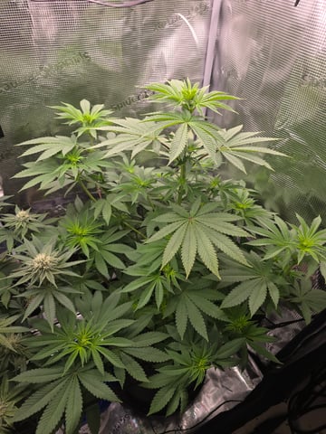 Northern lights #10 2nd plant (Selkies) — flower, day 50