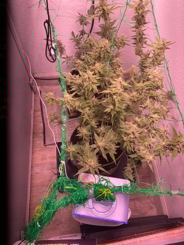 pineapple Express  — flower, day 32