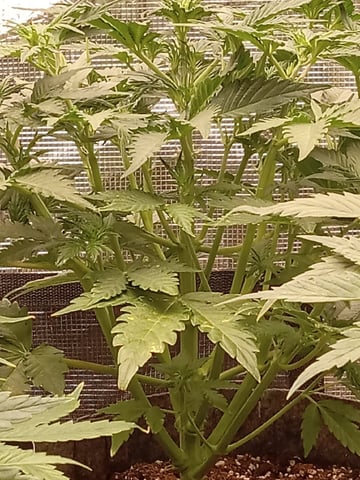5 Autos — vegetative, day 4