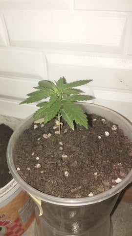 Projeto Seed FC  — seedling_rooting, day 7