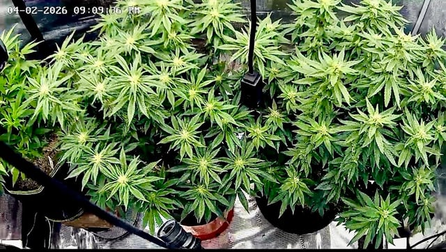 Autos and sour diesel! — flower, day 71