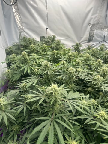zunami s1 grounded genetics  — flower, day 64