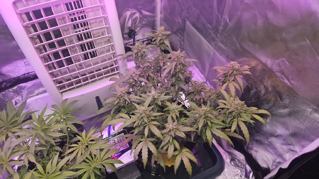 Amnesia Haze Run — vegetative, day 12