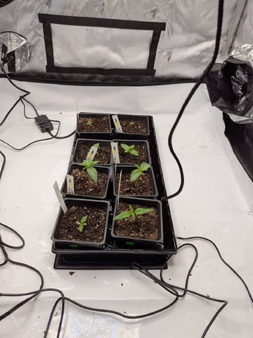 Grow Tent Starts — seedling_rooting, day 18