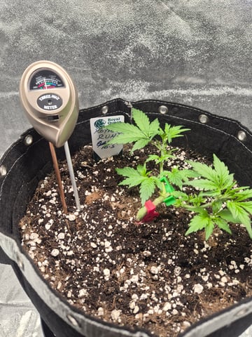 I'll get it right — vegetative, day 37