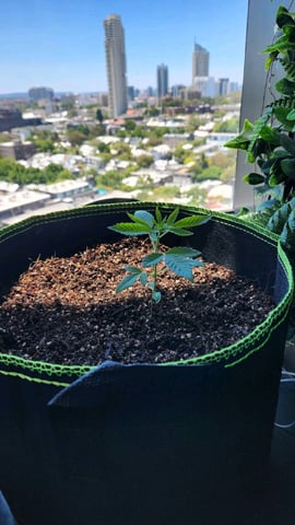 Royal Highness — vegetative, day 28