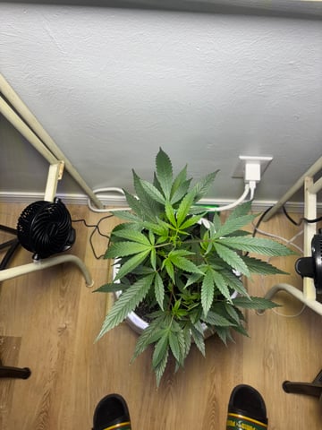 Triple Cake  — vegetative, day 12
