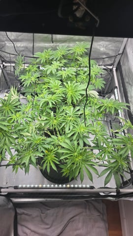 ethos genetics  — flower, day 72