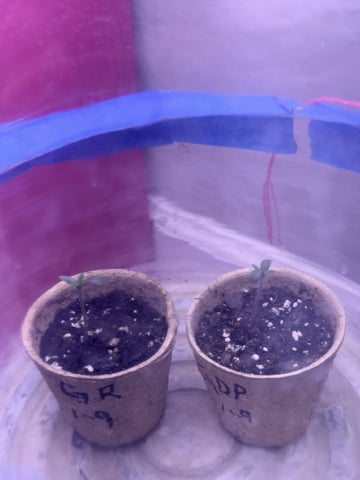 Gorilla Runtz — seedling_rooting, day 3