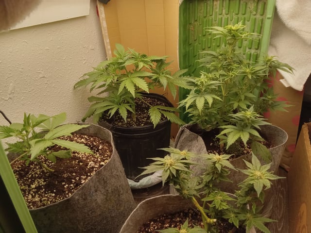 Blueberry critical kush x purple peyote wifi  and one L.a kush cake . — seedling_rooting, day 19