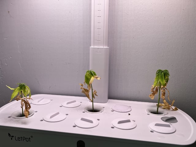 Banjo Clones — vegetative, day 23