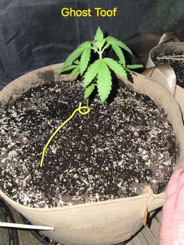 Outdoor Auto's (3rd Set) — vegetative, day 16