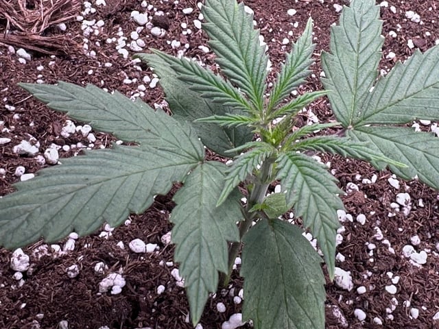 Pine (Auto) 2025 - 0 — vegetative, day 21