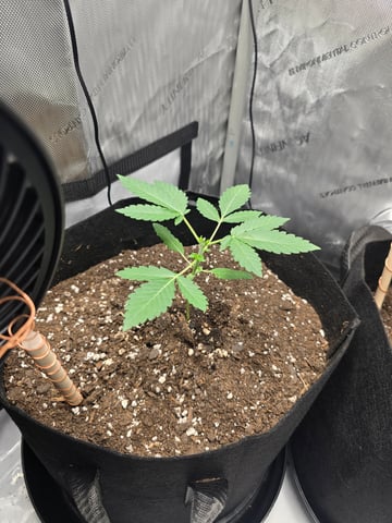 Durban Poison — seedling_rooting, day 22