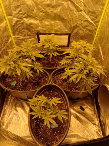 mr — vegetative, day 38
