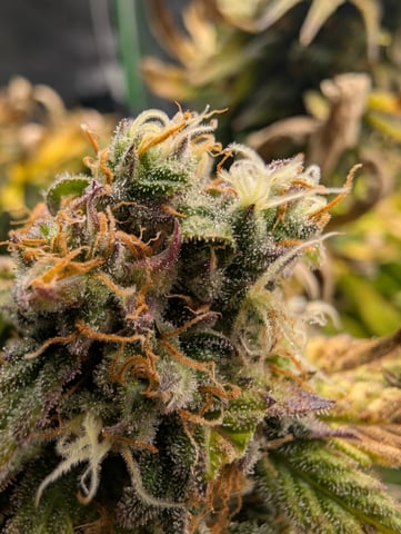 First Legal Grow — flower, day 136