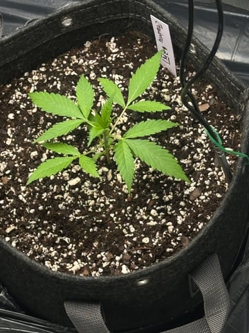 Ztrawberriez (Auto) 2026 - 1 — vegetative, day 20