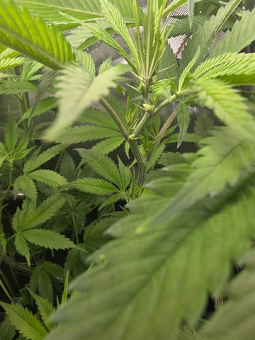 ethos genetics  — flower, day 66