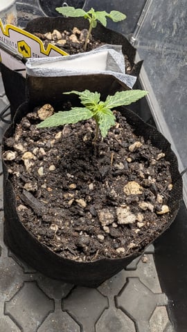 Double Smile And (Alien Vs Triangle X Strawberry Nuggets) — seedling_rooting, day 10
