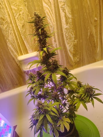 kush — auto, day 1