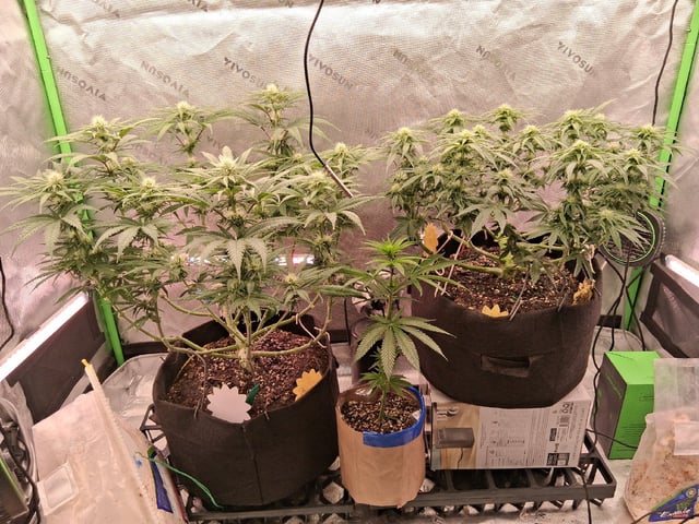 fruity pebbles, cap junky — flower, day 75