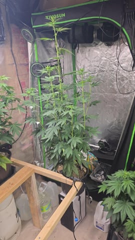 2nd Grow Sesh — flower, day 64