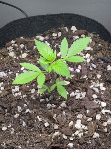 Audrey III — vegetative, day 42