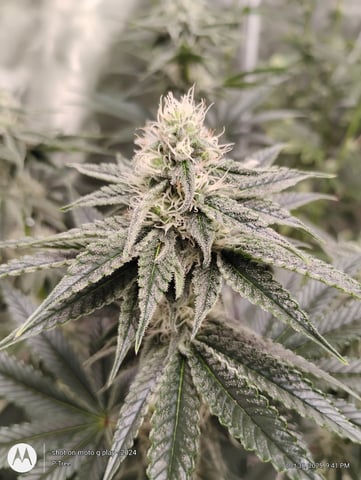 Blueberry Cupcake -- Humboldt County (pheno hunt/clone run) — flower, day 24