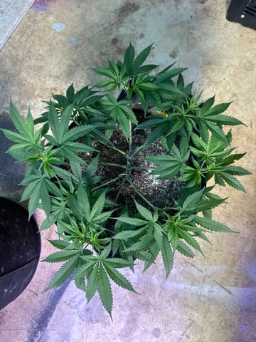 Gelly Mama and Sugar Tree — flower, day 112