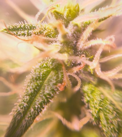 pineapple Express  — flower, day 14