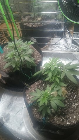 Gelato & Amnesia 