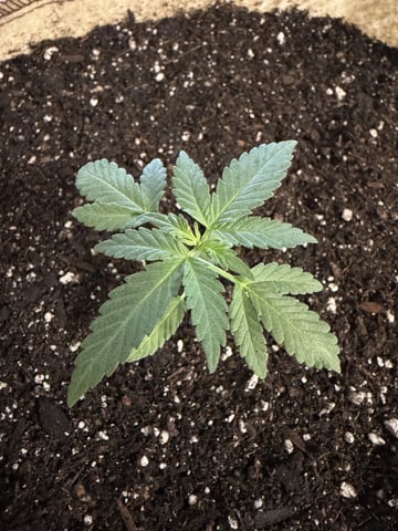 Bruce Banner ⛽️ — vegetative, day 26