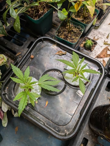 Black African Magic — vegetative, day 1