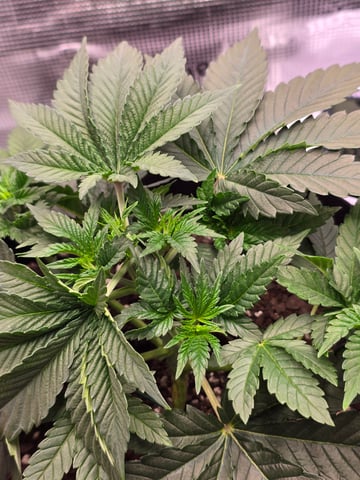 Northern lights #10 (Alaska) — vegetative, day 22